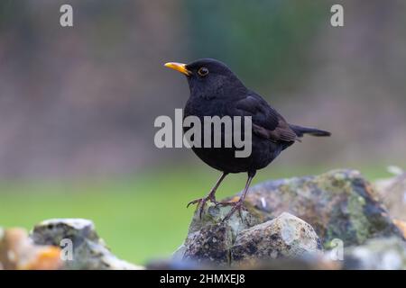 Männlicher Amsel [ Turdus merula ] steht auf einer Steinwand mit unscharf Hintergrund Stockfoto