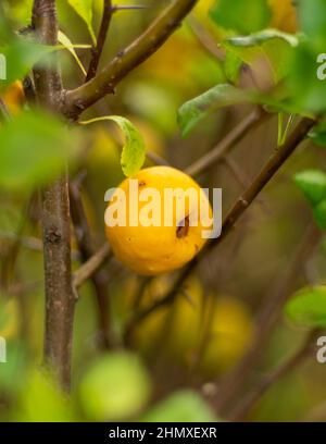 Nahaufnahme der Chaenomeles Früchte auf den Zweigen auf dem Feld Stockfoto