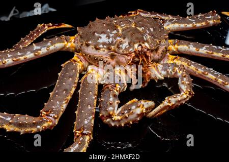 Rohe lebende Kamtschatka-Krabbe Paralithodes camtschatica, isoliert auf schwarzem Hintergrund Stockfoto