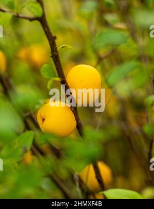 Die Nahaufnahme der Chaenomeles Früchte auf den Zweigen auf dem Feld Stockfoto