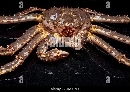 Rohe lebende Kamtschatka-Krabbe Paralithodes camtschatica, isoliert auf schwarzem Hintergrund Stockfoto