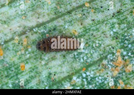 Larve von Stethorus punctillum (Coccinellidae), gejagt auf einem Raubtier der Spinnmilbe (Tetranychidae) - Zerstörer. Stockfoto