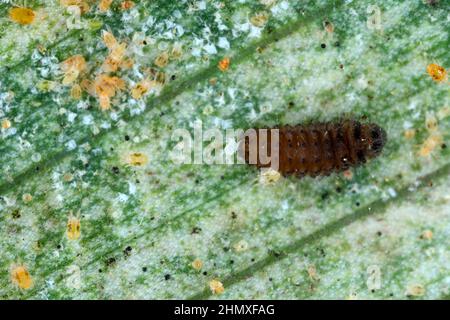 Larve von Stethorus punctillum (Coccinellidae), gejagt auf einem Raubtier der Spinnmilbe (Tetranychidae) - Zerstörer. Stockfoto