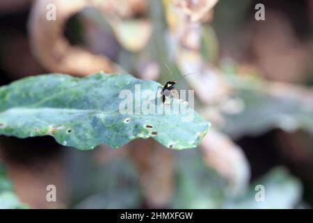 Capsid Bug Miridae. Ein Insekt auf einem grünen Blatt. Stockfoto