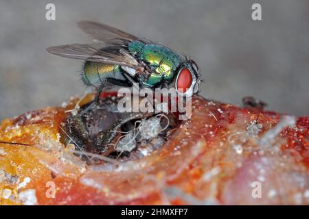 Eine Fliege auf einem toten Fisch. Hohe Vergrößerung. Makrofoto. Stockfoto