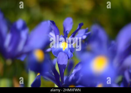 Blaue magische Iris Blume. Stockfoto