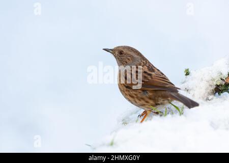 Dunnock [ Prunella modularis ] auf verschneiten Ast am Boden Stockfoto