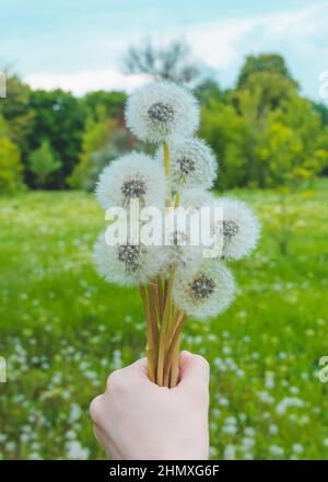 Bouquet von reifen Dandelionen in weiblicher Hand auf dem Hintergrund von grünem Feld und Himmel. Vertikale Ausrichtung. Stockfoto