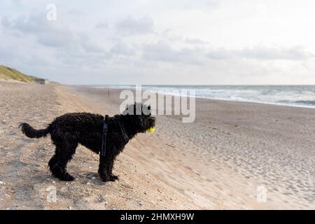 Schwarzer Labradoodle-Hund am einsamen Strand in Jütland, Dänemark, gelber Tennisball, Seitenansicht Stockfoto