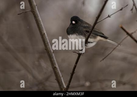 Ein männlicher dunkeläugiger Junco thronte auf einem Ast. Junco hyemalis Stockfoto