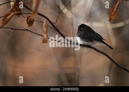 Ein männlicher dunkeläugiger Junco thronte auf einem Ast. Junco hyemalis Stockfoto