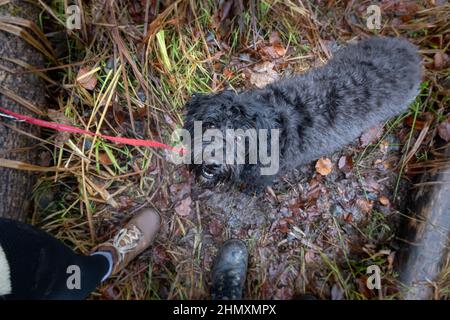 Ein junger schwarzer Labradoodle-Hund mit roter Leine blickt nach oben in die Kamera. Wandern mit dem Hund in einem Wald mit Herbstfarben und Blättern auf dem gr Stockfoto