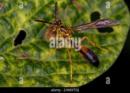 Erwachsene gesellige Papierwaspe der Art Agelaia pallipes Stockfoto