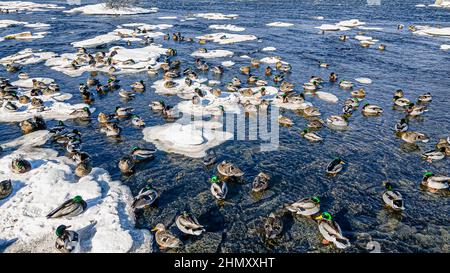 Eis provdes Oberfläche für die Enten stehen auf und im flachen Wasser zu schwimmen durch. Stockfoto