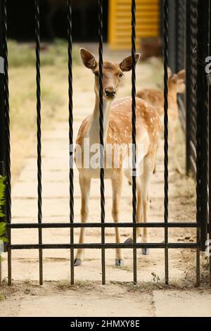 Schöne Hirsche im zoologischen Garten Stockfoto