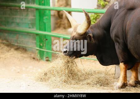 Indische Bisons im zoologischen Garten Stockfoto