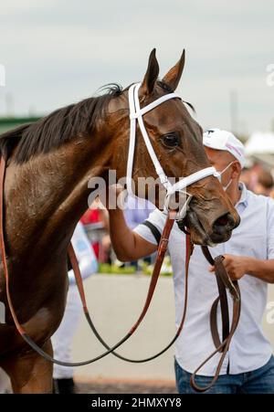 Oldsmar, Florida, USA. 12th. Februar 2022. 12. Februar 2022: #2 NEST sprengt den Rest des Feldes auf ihrem Weg zu den 2022 Kentucky Oaks unter Jockey Irad Ortiz, Jr. für Trainer Todd Pletcher, um am 12. Februar 2022 die $150.000 Suncoast Stakes bei Tampa Bay Downs in Oldsmar, Florida zu gewinnen. Carson Dennis/Eclipse Sportswire/CSM/Alamy Live News Stockfoto