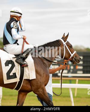 Oldsmar, Florida, USA. 12th. Februar 2022. 12. Februar 2022: #2 NEST sprengt den Rest des Feldes auf ihrem Weg zu den 2022 Kentucky Oaks unter Jockey Irad Ortiz, Jr. für Trainer Todd Pletcher, um am 12. Februar 2022 die $150.000 Suncoast Stakes bei Tampa Bay Downs in Oldsmar, Florida zu gewinnen. Carson Dennis/Eclipse Sportswire/CSM/Alamy Live News Stockfoto