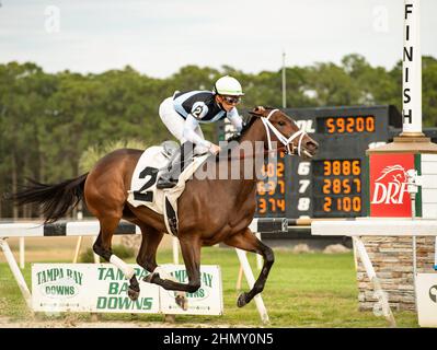 Oldsmar, Florida, USA. 12th. Februar 2022. 12. Februar 2022: #2 NEST sprengt den Rest des Feldes auf ihrem Weg zu den 2022 Kentucky Oaks unter Jockey Irad Ortiz, Jr. für Trainer Todd Pletcher, um am 12. Februar 2022 die $150.000 Suncoast Stakes bei Tampa Bay Downs in Oldsmar, Florida zu gewinnen. Carson Dennis/Eclipse Sportswire/CSM/Alamy Live News Stockfoto