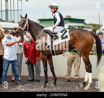 Oldsmar, Florida, USA. 12th. Februar 2022. 12. Februar 2022: #2 NEST sprengt den Rest des Feldes auf ihrem Weg zu den 2022 Kentucky Oaks unter Jockey Irad Ortiz, Jr. für Trainer Todd Pletcher, um am 12. Februar 2022 die $150.000 Suncoast Stakes bei Tampa Bay Downs in Oldsmar, Florida zu gewinnen. Carson Dennis/Eclipse Sportswire/CSM/Alamy Live News Stockfoto