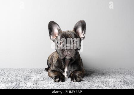 Hündin der französischen Bulldogge. Stockfoto