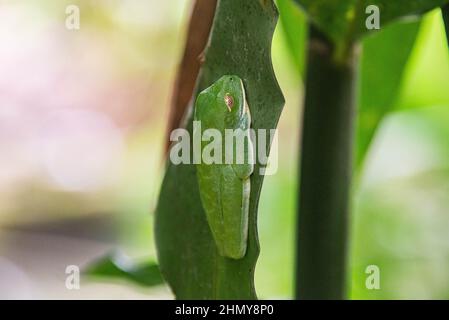 Schlafender Rotaugfrosch (Agalychnis callidyas), Monteverde Cloud Forest Reserve, Costa Rica Stockfoto
