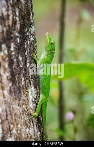 Gemeiner Basilisk (Basiliscus basiliscus) Eidechse, Monteverde Cloud Forest Reserve, Costa Rica Stockfoto