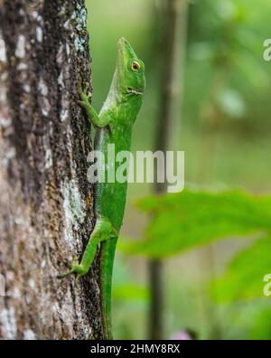 Gemeiner Basilisk (Basiliscus basiliscus) Eidechse, Monteverde Cloud Forest Reserve, Costa Rica Stockfoto