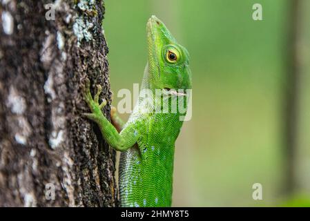 Gemeiner Basilisk (Basiliscus basiliscus) Eidechse, Monteverde Cloud Forest Reserve, Costa Rica Stockfoto