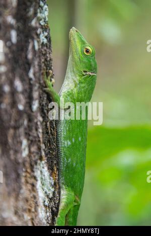 Gemeiner Basilisk (Basiliscus basiliscus) Eidechse, Monteverde Cloud Forest Reserve, Costa Rica Stockfoto