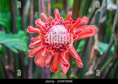 Fackel-Ingwer (Etlingera elatior), Costa Rica Stockfoto