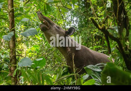 Baird's Tapir (Tapirus bairdii), Tenorio Volcano National Park, Guanacaste, Costa Rica Stockfoto