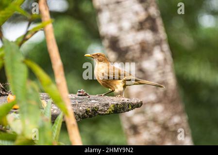 Brown Jay Psilorhinus morio Cartago, Costa Rica Stockfoto