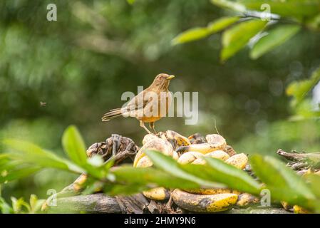 Brown Jay Psilorhinus morio Cartago, Costa Rica Stockfoto