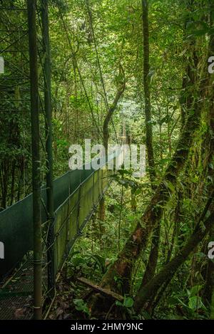 Hängebrücke über dem Nebelwald, Guanacaste, Costa Rica Stockfoto