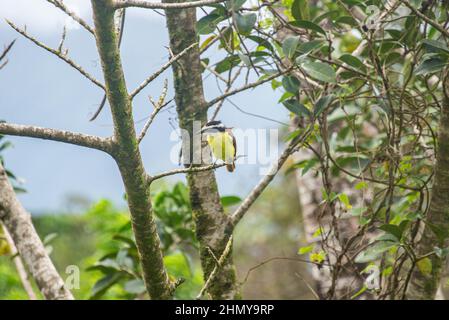 Gelbkehlige Ephonie (Ephonia hirundinacea), Heliconias Hängende Brücken, Bijagua, Costa Rica Stockfoto