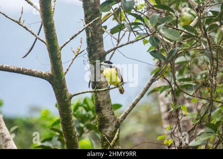 Gelbkehlige Ephonie (Ephonia hirundinacea), Heliconias Hängende Brücken, Bijagua, Costa Rica Stockfoto