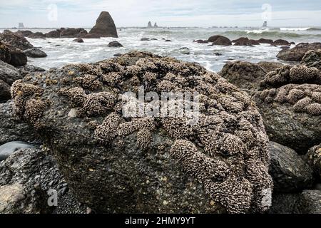 Schwanenhalsfellen auf den Felsen entlang des Olympic National Marine Sanctuary, Washington, USA. Stockfoto