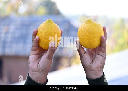 Nahaufnahme einer Person, die zwei Zitronen in jeder Hand hält Stockfoto