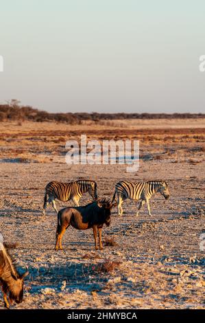 Eine Herde blauer Gnus - Connochaetes taurinus - und ein Burchell's Plains Zebra -Equus quagga burchelli- grasen auf den Ebenen von Etosha, um den Sonnenuntergang. Etosha Nationalpark, Namibia. Stockfoto