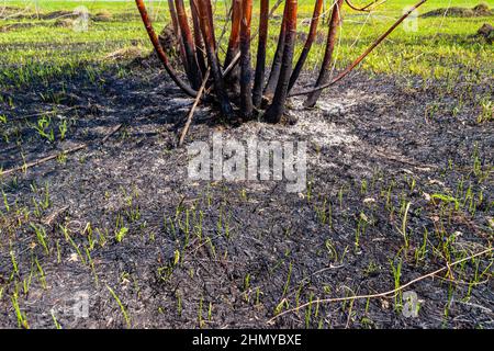 Ein großer Busch wurde während eines Feuers an den Wurzeln schwer verbrannt, selektiver Fokus Stockfoto