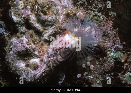 Ein Kielwurm (Pomatoceros triqueter) filtert Tentakeln, UK. Stockfoto