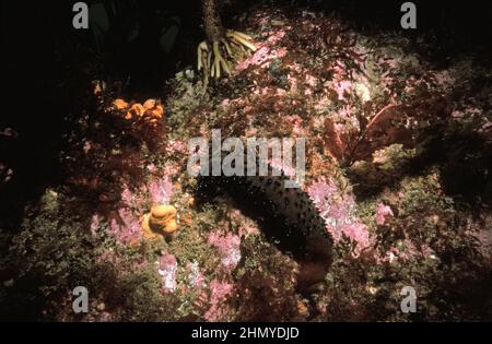 Baumwollspinner (Holothuria forskali) auf lithothamnionenbedecktem Gestein, British Isles. Stockfoto