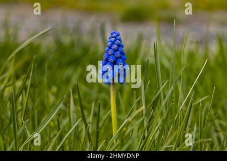 Kleine blaue Blume auf hohen dünnen grünen Stiel auf Platz voll von grünen Grashalmen Stockfoto