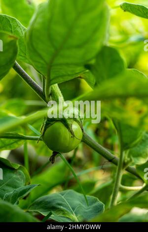 Auberginen, auch als Auberginen oder Breinjale bekannt, sind Gemüse bei warmem Wetter, das Mitte bis in den Spätsommer geerntet wird Stockfoto