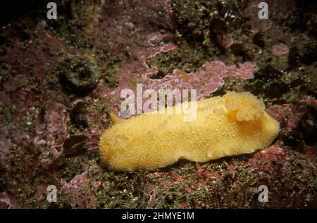 Meereslemon (Doris pseudoargus) auf lithothamnionenbedecktem Gestein, Großbritannien. Stockfoto