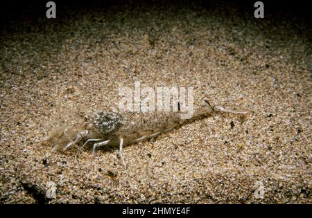 Braune Garnelen (Crangon Crangon) auf einem sandigen Meeresboden, Großbritannien. Stockfoto