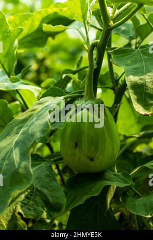 Die grüne Aubergine ist ein Nachtschattengemüse, wie Kartoffeln, Tomaten und Paprika. Sie stammt ursprünglich aus Indien und Asien, wo sie noch wild wächst Stockfoto