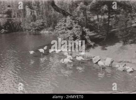 Vintage, Flamingos sind im großen See an der 1900er Quelle: Originalfotos ZUSÄTZLICHE-RECHTE-FREIGABE-INFO-NICHT-VERFÜGBAR Stockfoto