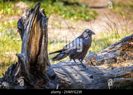 Schwarzer Rabe, der auf einem toten Baum im Yellowstone-Nationalpark sitzt Stockfoto